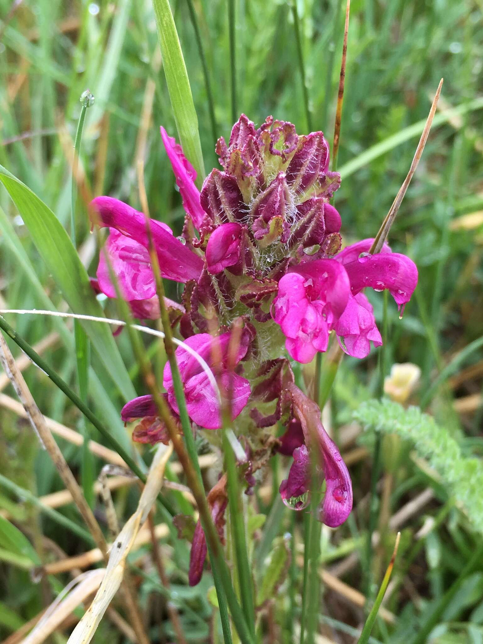 Image of Purple-Flower Lousewort