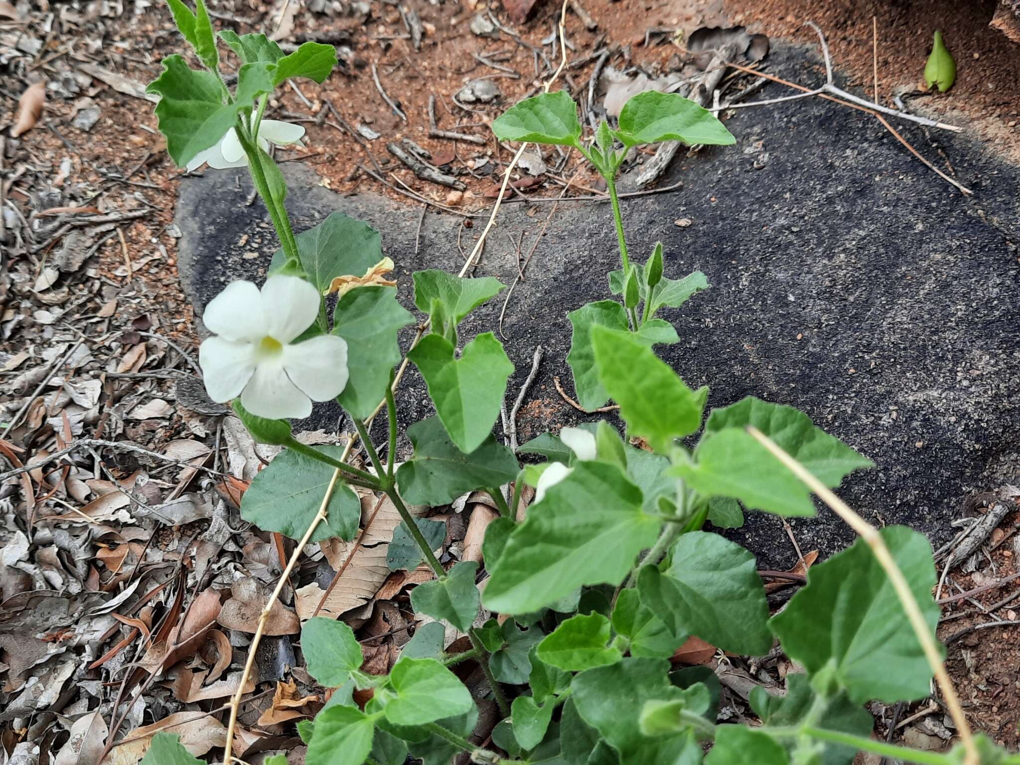 Image of Thunbergia neglecta Sond.