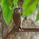 Image of Bar-breasted Piculet