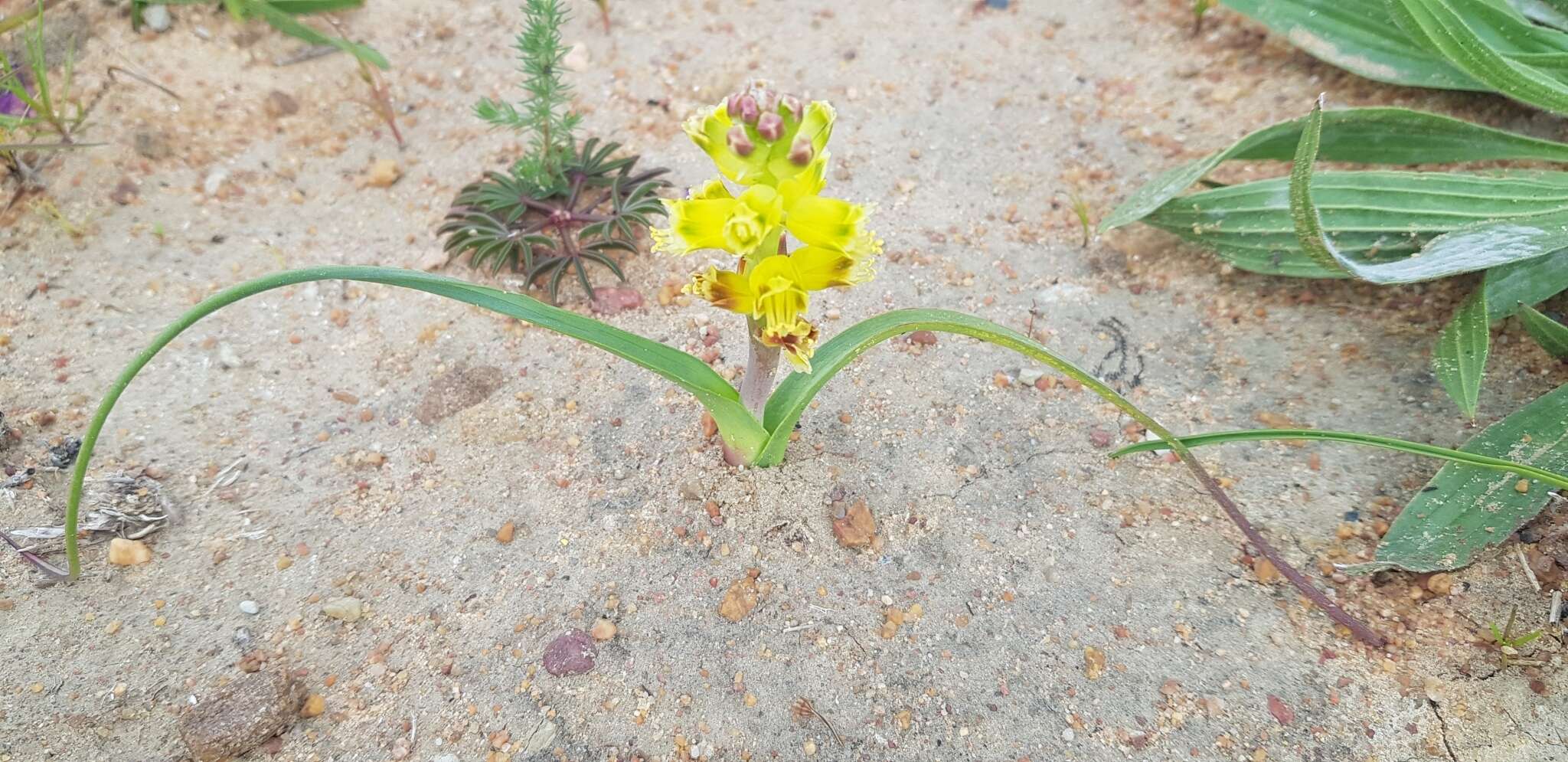 Image of Lachenalia mathewsii W. F. Barker