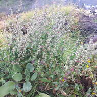 Image of Grey Goosefoot