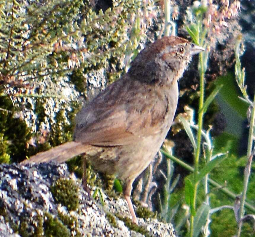 Image de Aimophila Swainson 1837