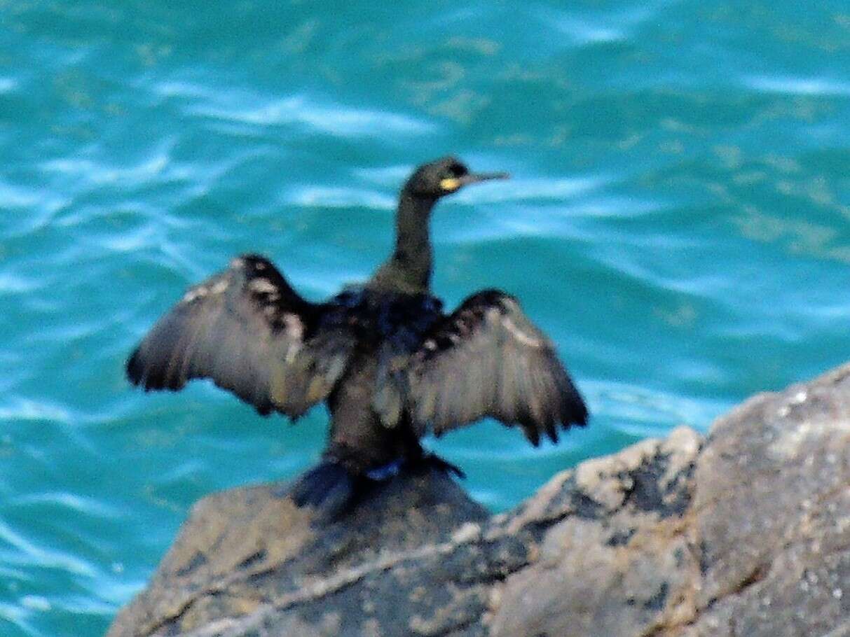 Image of <i>Gulosus aristotelis</i>