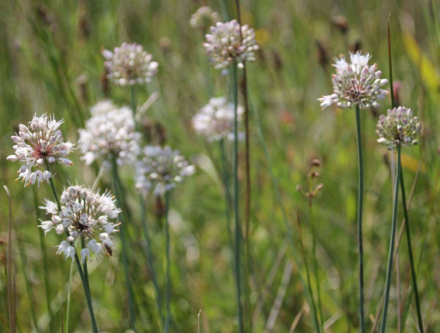 Слика од Allium suaveolens Jacq.