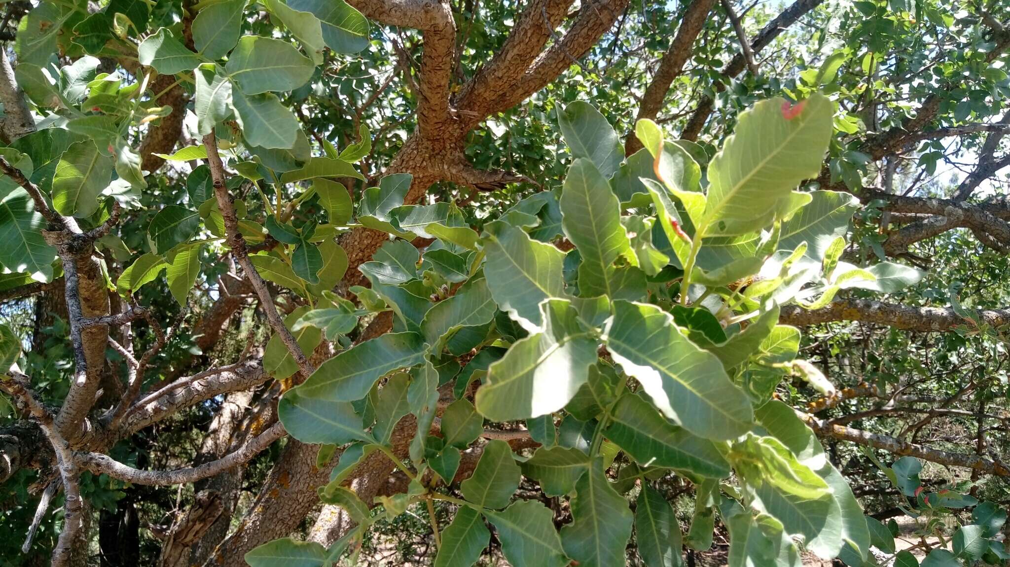 Image of Mt. Atlas mastic tree