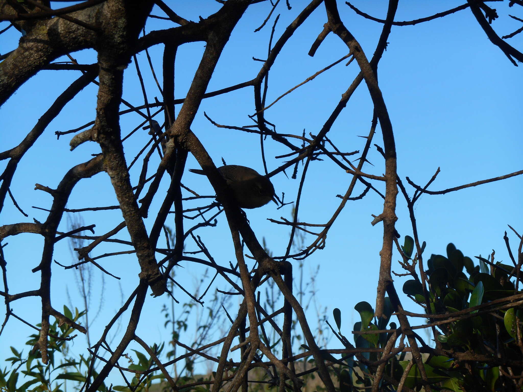 Image of Socorro Wren