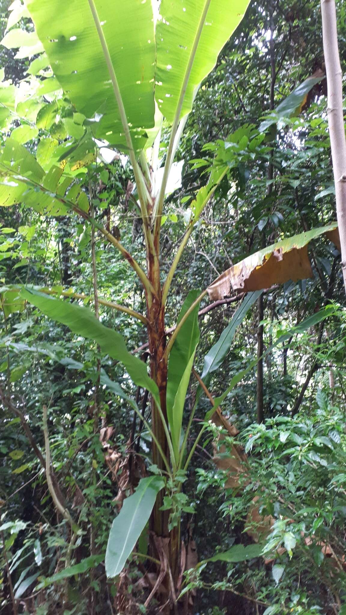 Image of Musa banksii F. Muell.