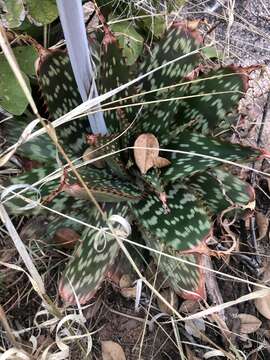 Image of Aloe greatheadii var. greatheadii