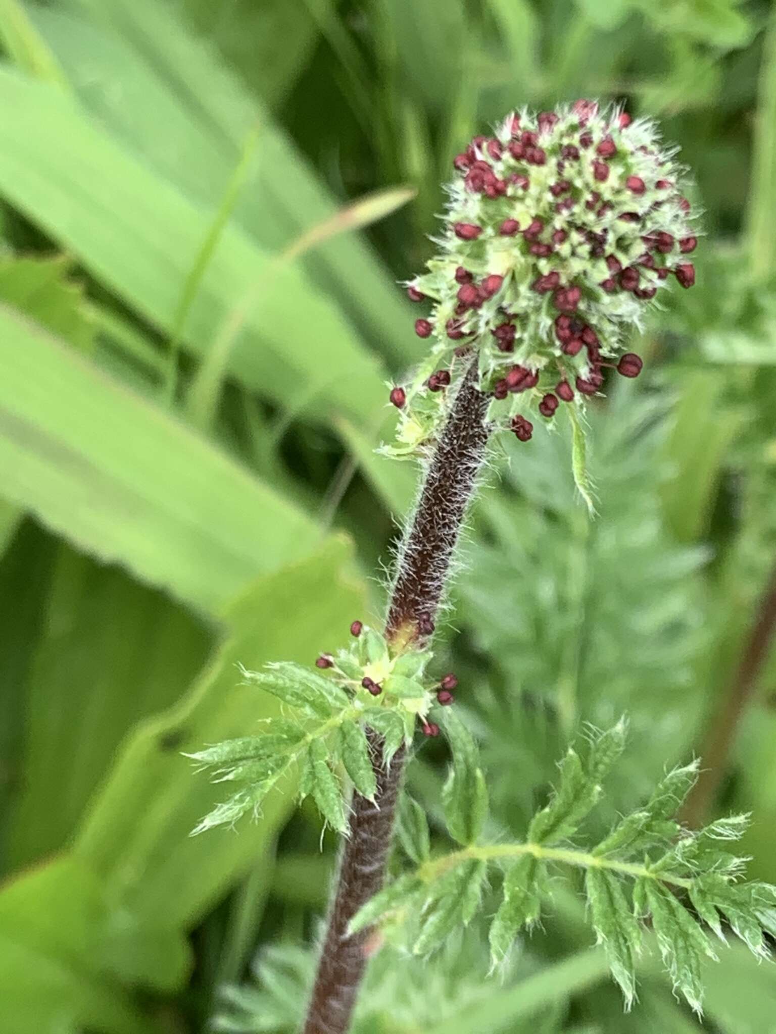 Plancia ëd Acaena pinnatifida Ruiz & Pav.