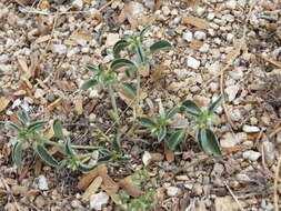 Image of California silverbush