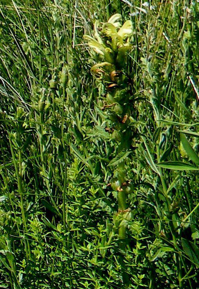 Image of Pedicularis kaufmannii Pinzger