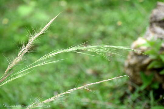 Image of Aristida setacea Retz.