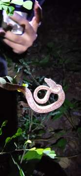 Image of Haitian Boa