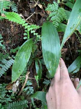 Imagem de Chrysoglossum ornatum Blume