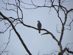 Image of Grey-lined Hawk