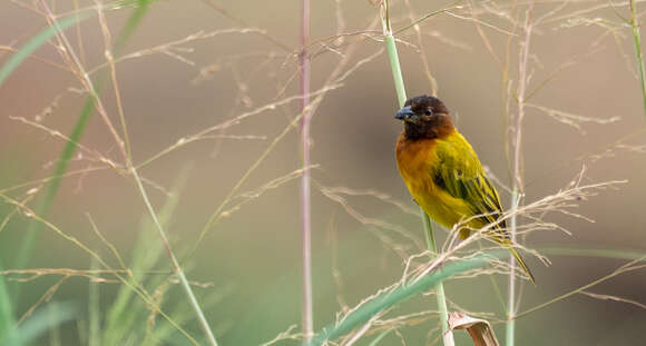 Image of Juba Weaver