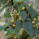 Image of Lippia chiapasensis Loes.