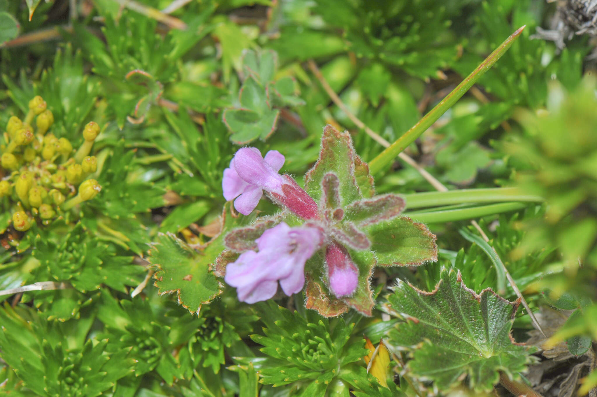 Image of Stachys elliptica Kunth