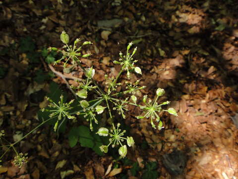 Image of Laserpitium krapfii Crantz