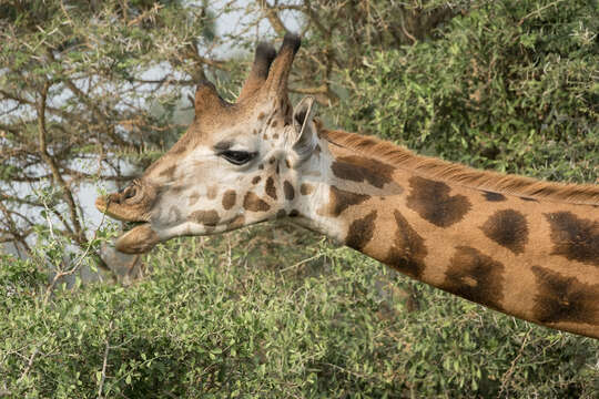 Image of Nubian Giraffe