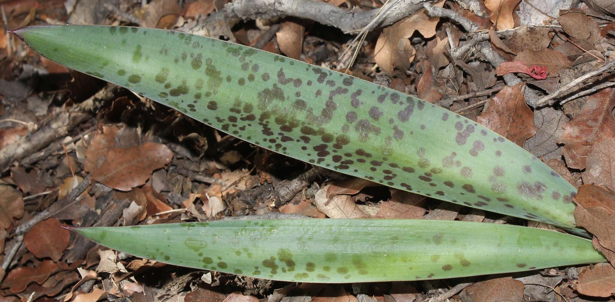 Image de Agave guttata Jacobi & C. D. Bouché