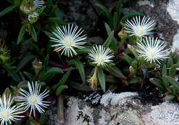 Image of Delosperma steytlerae L. Bol.