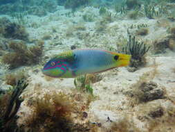 Image of Threespot wrasse