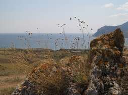 Image of Gypsophila pallasii S. S. Ikonnikov