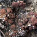 Image of largeleaf gypsoplaca lichen