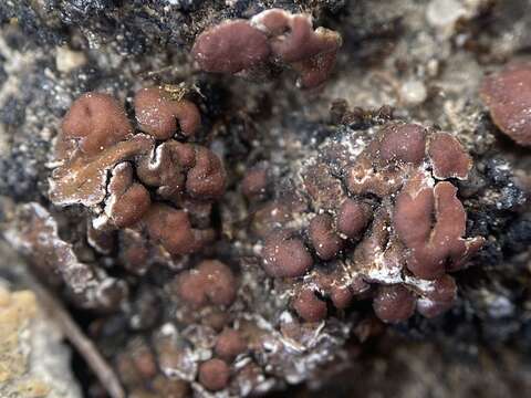 Image of largeleaf gypsoplaca lichen