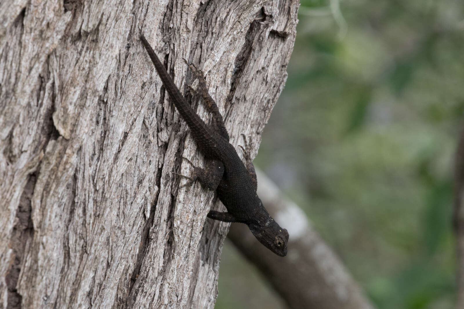 صورة Sceloporus grammicus Wiegmann 1828