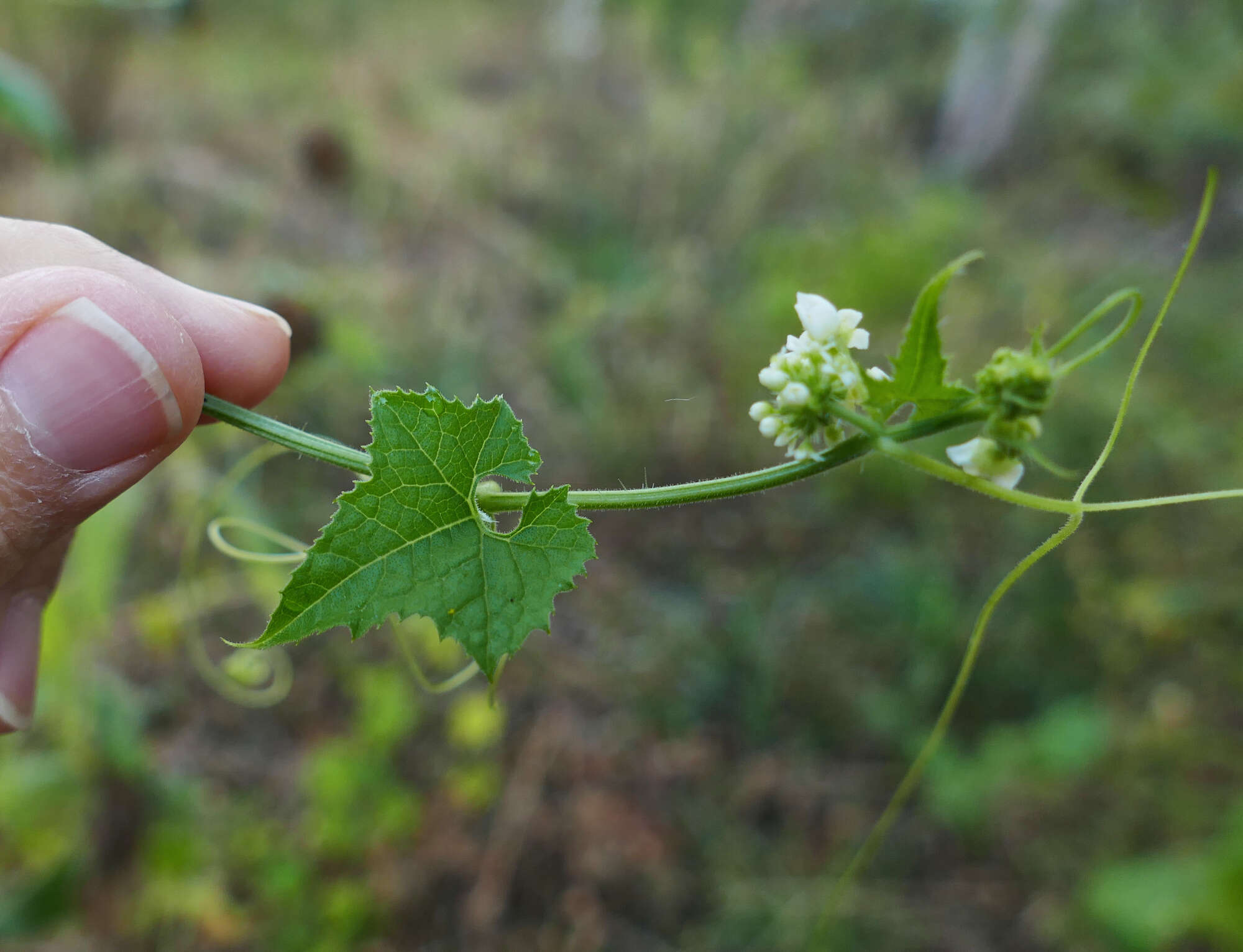 Image de Sicyos laciniatus L.