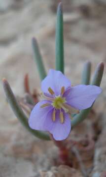 Image of Heliophila deserticola Schltr.