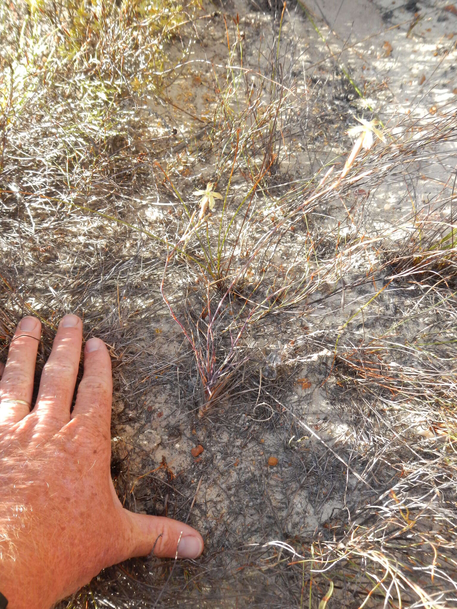 Dianthus bolusii Burtt Davy的圖片