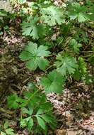 Imagem de Aconitum reclinatum A. Gray