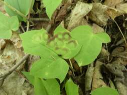 Image of Cystiphora canadensis Felt 1913