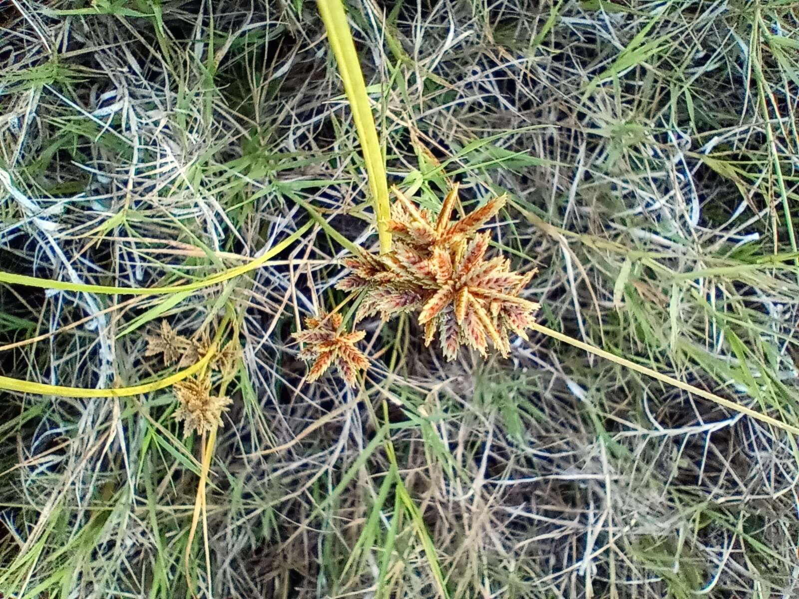 Imagem de Cyperus elegans L.