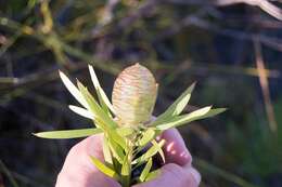 Plancia ëd Leucadendron salicifolium (Salisb.) I. Williams