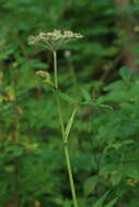Imagem de Angelica anomala subsp. sachalinensis (Maxim.) H. Ohba