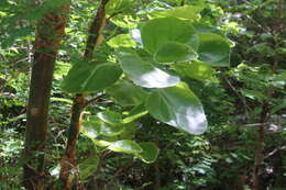 Imagem de Jatropha chamelensis Pérez-Jim.