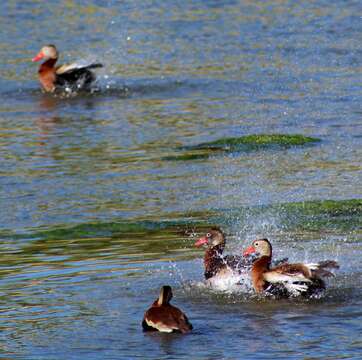 Image of Egyptian Goose