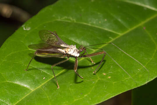 Plancia ëd Heza leucothorax Maldonado 1976