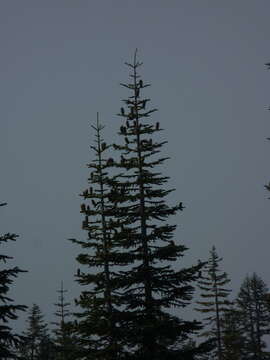 Image de Abies magnifica var. shastensis Lemmon