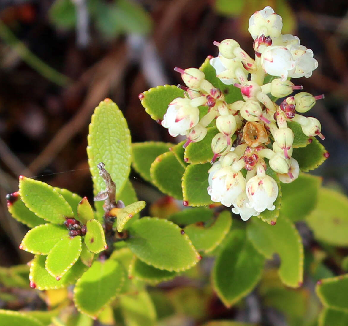 Image of Gaultheria crassa Allan