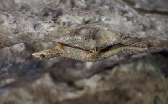 صورة Tarentola americana (Gray 1831)