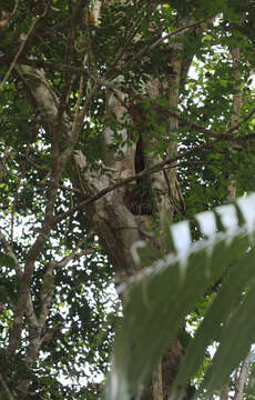 Image of Panamanian Night Monkey