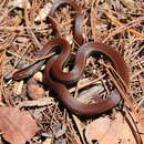 Image of Monte Cristi Graceful Brown Snake