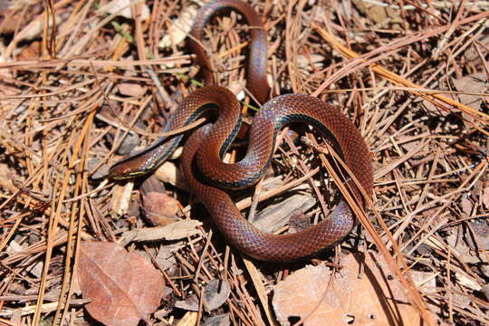 Image of Monte Cristi Graceful Brown Snake