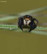 Image of Euophrys herbigrada (Simon 1871)