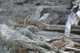 Image of Gray-collared Chipmunk